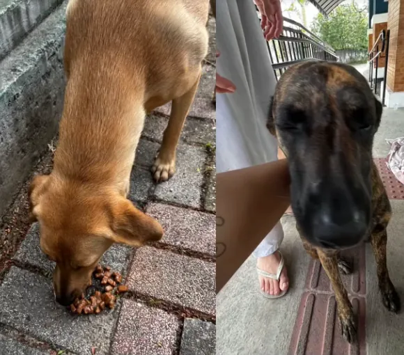 Cães recebendo alimento durante uma ação da Casa